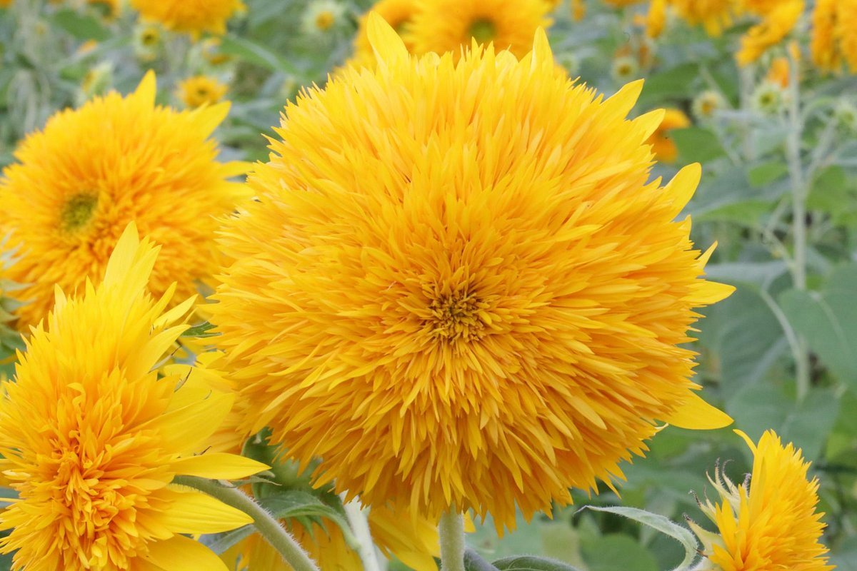 🏞️ 미야야마 고향 교류 공원(미야야마 후루사토 후레아이 코엔) 이미지 4